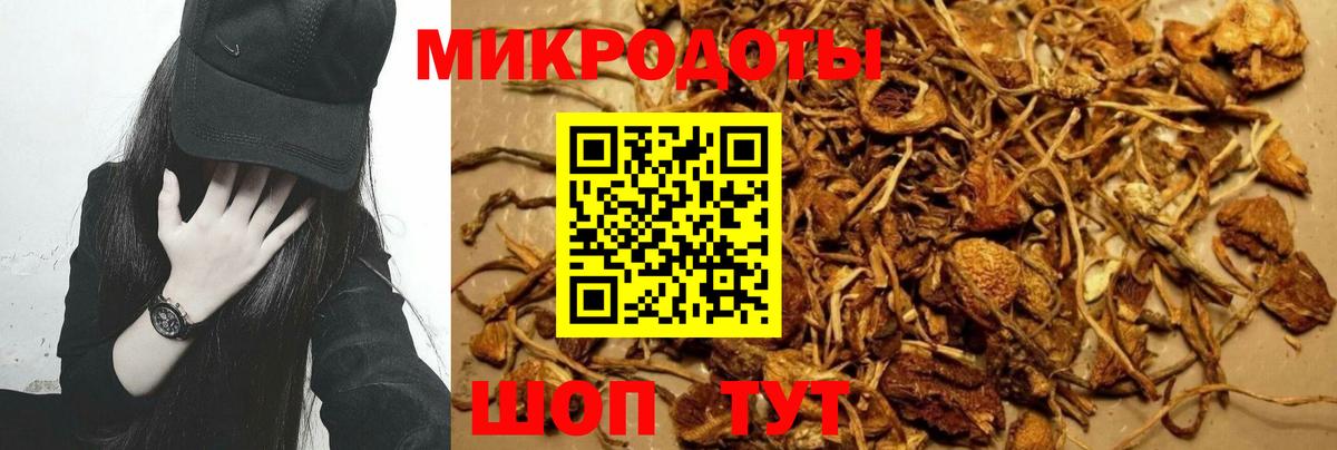 Псилоцибиновые грибы Psilocybine cubensis Псков